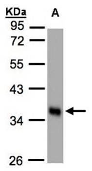 phospholipid scramblase 1 antibody