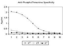 phosphothreonine antibody