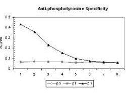 phosphotyrosine antibody
