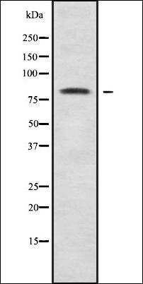 Photomedin-2 antibody