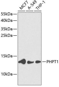 PHPT1 antibody