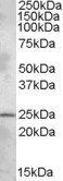 Goat anti-PHR1 Antibody