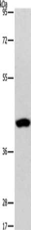 PHYKPL Antibody