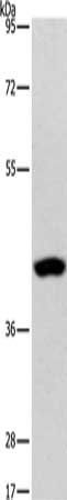 PHYKPL antibody