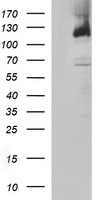 PI 3 Kinase catalytic subunit gamma Antibody