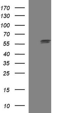 PI 3 Kinase catalytic subunit gamma (PIK3CG) antibody
