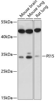 PI15 antibody