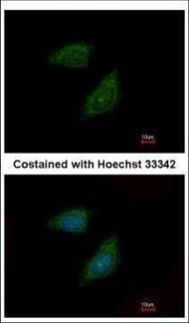 Protease Inhibitor 15 antibody [C2C3], C-term