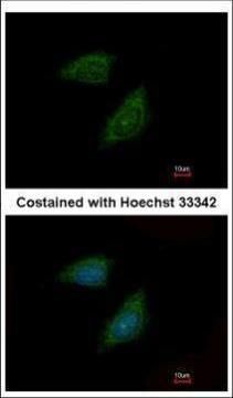 PI15 antibody