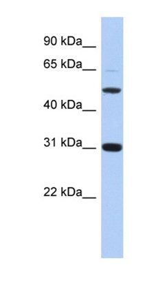 PI16 antibody