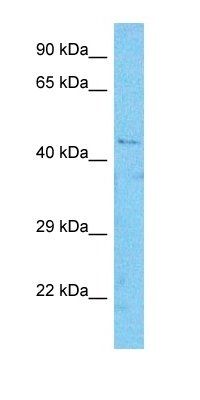 PI2R antibody