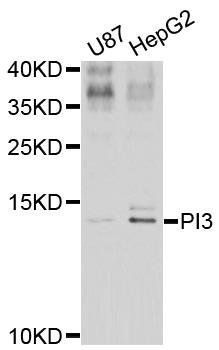 PI3 antibody