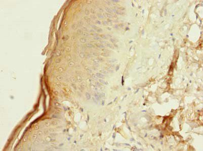 PI3 antibody