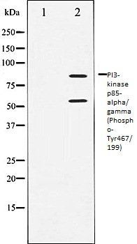 PI3-kinase p85-alpha/ gamma (Phospho-Tyr467/199) antibody
