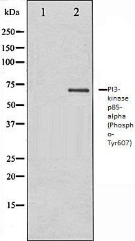 PI3-kinase p85-alpha (Phospho-Tyr607) antibody