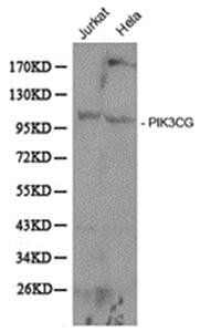 PI3 Kinase p110 gamma antibody
