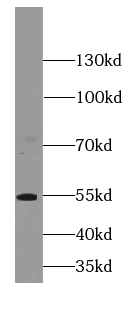 PI3K p101 antibody