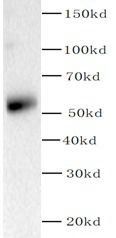PI3K p55 (gamma) antibody