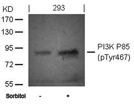 PI3 Kinase p85/p55 (phospho-Tyr467/199)Antibody