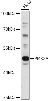 PI4K2A antibody