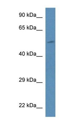 Pi4k2b antibody