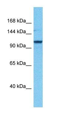 PI5PA antibody