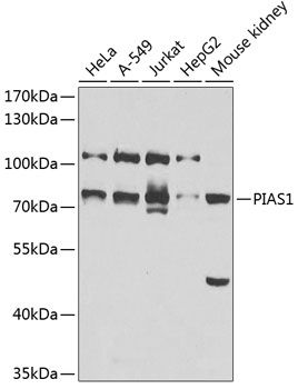 PIAS1 antibody