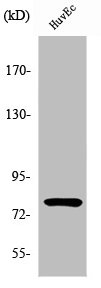 PIAS1 Antibody