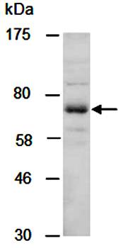 PIAS1 (C1) Antibody, Rabbit Polyclonal