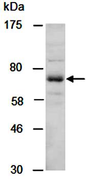 PIAS1 antibody