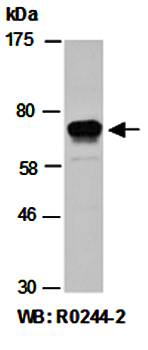 PIAS1 (C) Antibody, Rabbit Polyclonal