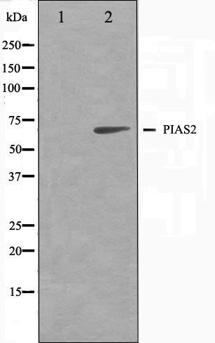 PIAS2 antibody