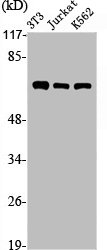 PIAS2 antibody