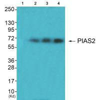 PIAS2 antibody