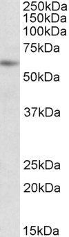 Goat anti-PIAS2 (aa185-196) Antibody