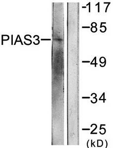 PIAS3 Antibody
