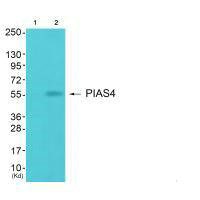 PIAS4 Antibody