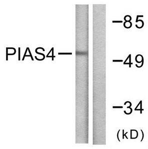 PIAS4 Antibody