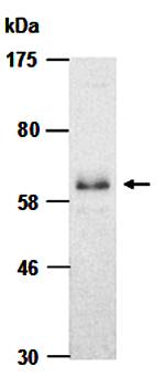 PIASy (C) Antibody, Mouse Monoclonal