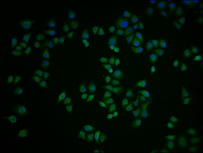 PIBF1 Antibody