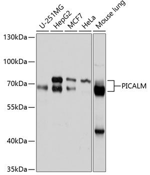 PICALM antibody