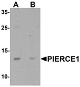 PIERCE1 Antibody