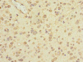 PIEZO1 antibody