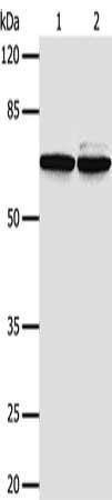 PIF1 antibody