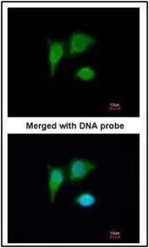 PIG3 antibody [N1C3]