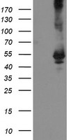 PIG3 (TP53I3) antibody