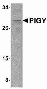 PIG-Y Antibody