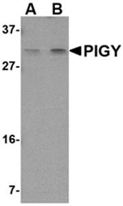 PIG-Y Antibody