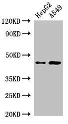 PIGK antibody