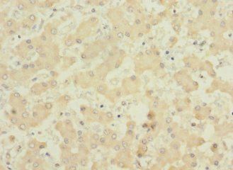 PIGL Antibody